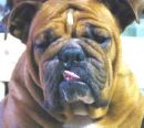 found bulldog